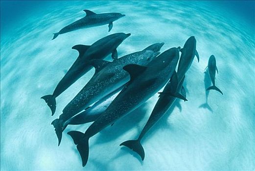 大西洋点斑原海豚,花斑原海豚,交际,成年,幼小,巴哈马