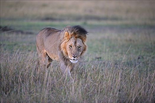 狮子,鬃毛,第一,晨光,肯尼亚,东非
