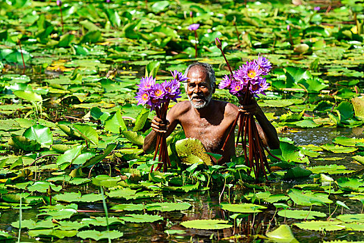 老人,花,蓝色,荷花,睡莲属植物,湖,靠近,斯里兰卡,亚洲