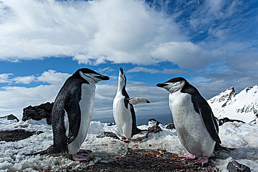 南极,南设得兰群岛,帽带企鹅,阿德利企鹅属,栖息地,高处,欺骗岛