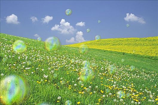 草地,开花,泡泡