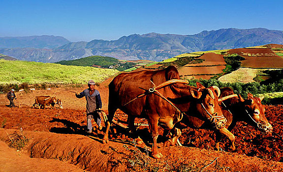 云南东川在红土地田里劳作的农民