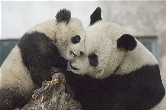 大熊猫,长,玩,幼兽,卧龙自然保护区,中国