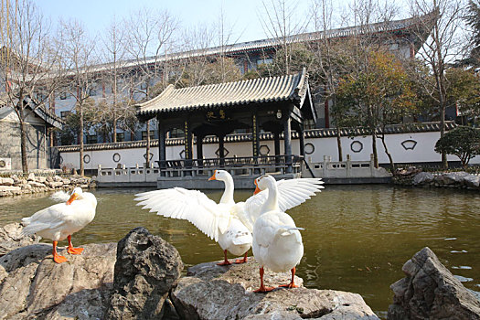 2月27日,在山东省临沂市兰山区王羲之故居洗砚池鹅池,三只白鹅在嬉戏