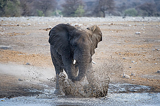 非洲象,雄性动物,站立,水中,埃托沙国家公园,纳米比亚,非洲