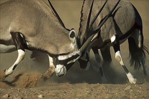 长角羚羊,南非大羚羊,羚羊,两个,争斗,卡拉哈迪大羚羊国家公园,南非