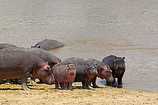 河马,马拉河,塞伦盖蒂国家公园,坦桑尼亚