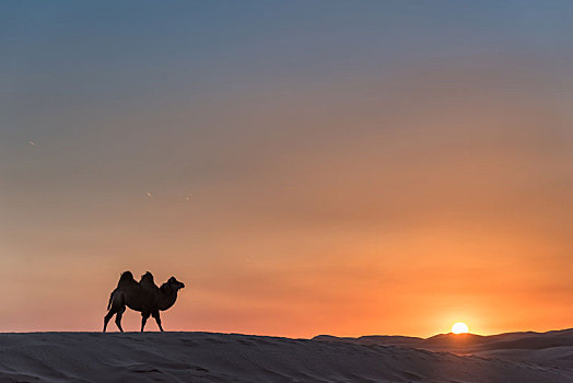 中国内蒙古夕阳下的沙漠骆驼队