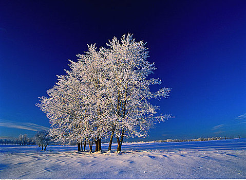 白霜,树,靠近,艾伯塔省,加拿大