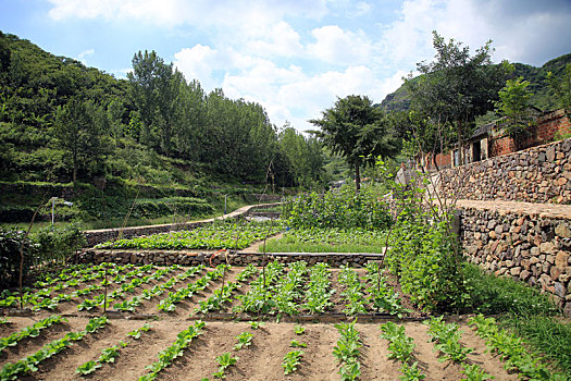 山东省日照市,小河边的绿色菜园,黄瓜辣椒茄子触目所及