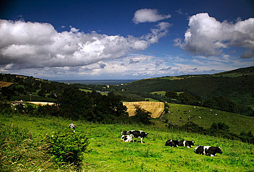 牛,安特里姆郡,爱尔兰