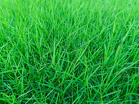 绿草,草坪
