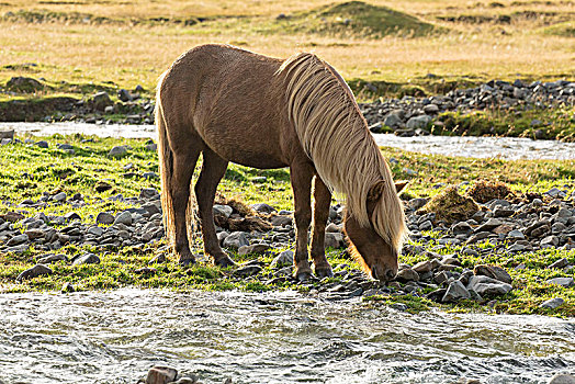 冰岛,褐色,冰岛马,站立,河