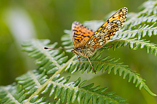 小,珠贝豹纹蝶,蝴蝶,欧洲蕨,叶状体,南威尔士,英国,欧洲