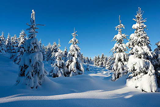 积雪,原生态,冬季风景,云杉,遮盖,雪,哈尔茨山,国家公园,靠近,萨克森安哈尔特,德国,欧洲