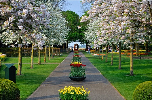 小路,白色,盛开,树,樱桃属,库肯霍夫公园,公园,荷兰