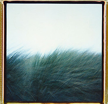 宝丽来一次成像相机,照片,风,吹,长,草,白色,天空,康沃尔,英国,2002年