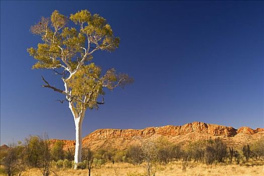 灵异,橡胶树,西部,山脉,国家公园,北领地州,澳大利亚