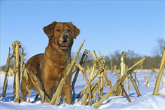 金毛猎犬,狗,站立,警惕,雪中