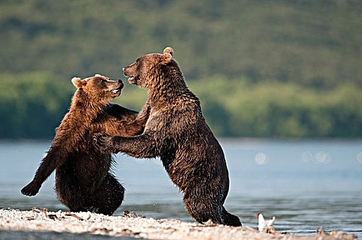 棕熊,一对,争斗,堪察加半岛,俄罗斯