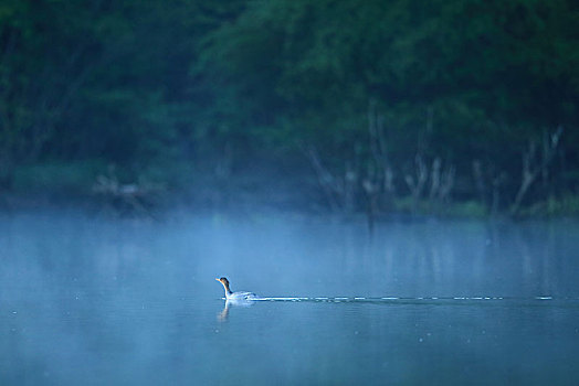 清晨薄雾中的中华秋沙鸭