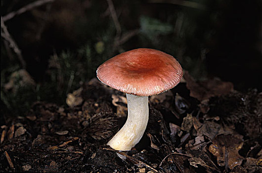 黑色伞状蘑菇图片