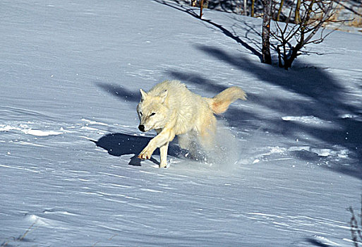 北极狼,狼,成年,跑,阿拉斯加