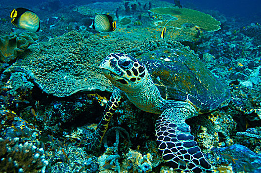 绿海龟,龟类,科莫多国家公园,印度尼西亚,东南亚