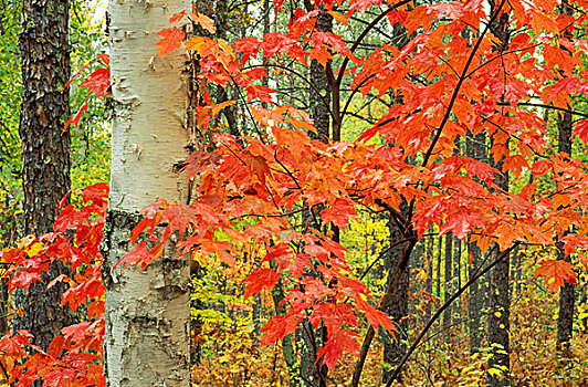 红色,秋天,枫树,纸皮桦,野外,河,州立公园,明尼苏达