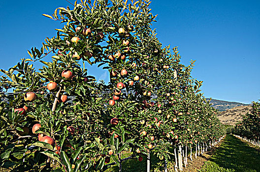 苹果,果园,加拿大,八月,靠近,收获时节