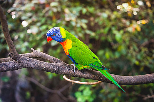 彩虹鹦鹉,坐,枝头,俘获,澳大利亚