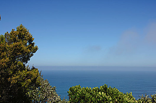 海边植物与海洋蓝天背景