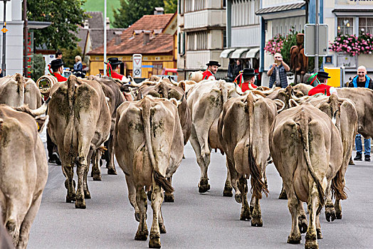 牧群,牛,陆地,阿彭策尔,瑞士