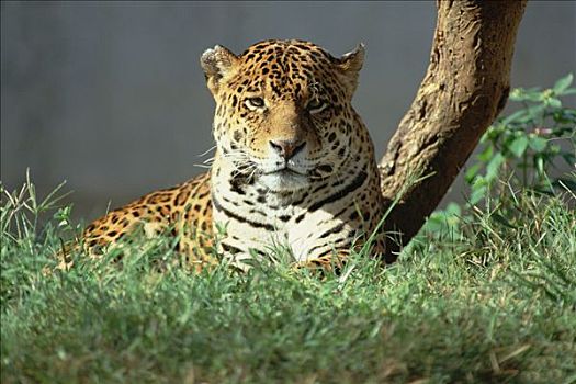 美洲虎,美洲豹,休息,草丛,亚马逊河,生态系统,巴西
