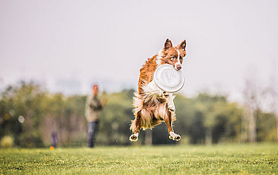 飞奔的飞盘犬