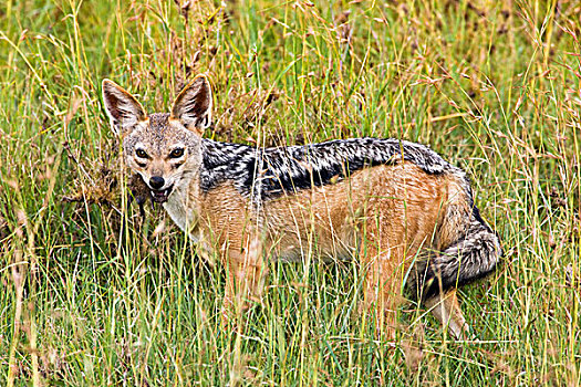 一个,黑背狐狼,塞伦盖蒂国家公园,坦桑尼亚,非洲
