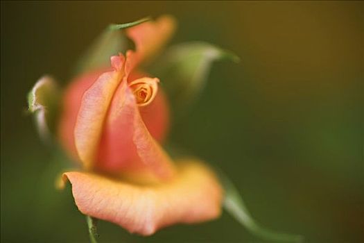黄玫瑰,蔷薇科,粉色,芽