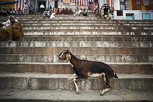 山羊,人,瓦腊纳西,印度
