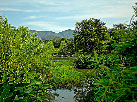 杭州西溪湿地