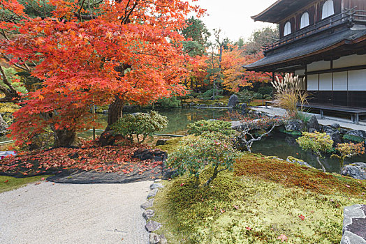 日本京都银阁寺庭院和枫叶