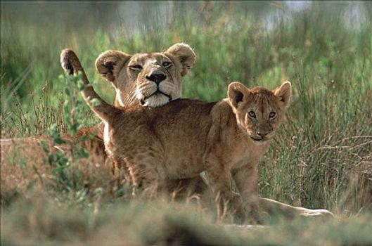 非洲狮,狮子,塞伦盖蒂国家公园,坦桑尼亚