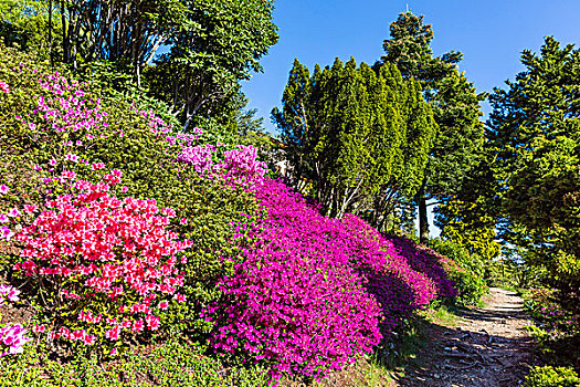盛开,杜鹃花属植物,杜鹃花,针叶树,卢加诺,提契诺河,瑞士