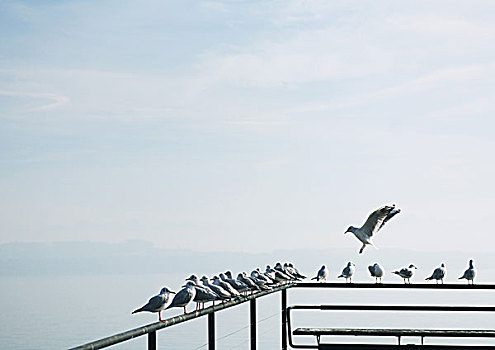 海鸥,栖息,栏杆,码头,远眺,湖