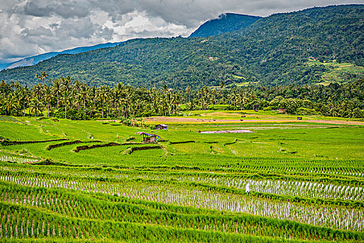 印尼,乡村,大山,田园,水田,水稻