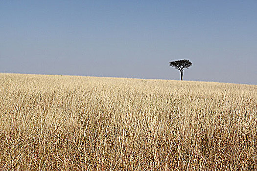 肯尼亚马赛马拉非洲大草原-树与草