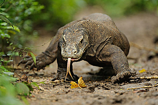 科摩多巨蜥,科摩多龙,走,舌头,印度尼西亚