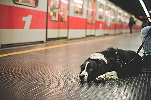 头像,狗,卧,地铁站,地面