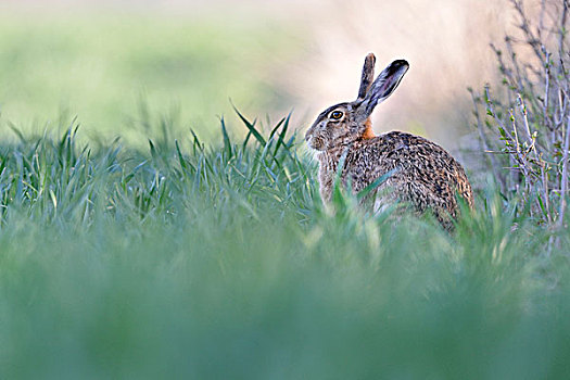 欧洲野兔,坐,边缘,地点,萨克森安哈尔特,德国,欧洲
