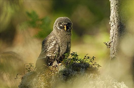 年轻,乌林鸮,拉普兰,猫头鹰,达拉那,瑞典,斯堪的纳维亚