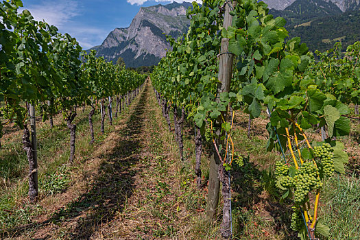 葡萄,葡萄藤,葡萄园,制作,葡萄酒,迈恩费德,阿尔卑斯山,瑞士